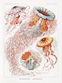 Kunstreproductie Discomedusae–Scheibenquallen, Ernst Haeckel