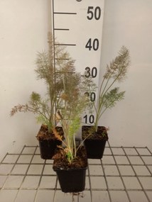 Foeniculum vulgare 'Purpureum' - pot 9x9 cm