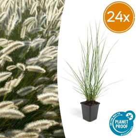 Pennisetum Alopecuroides 'Hameln' - 20cm