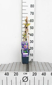 Clematis 'Multi Blue' - pot - 50-60 cm -