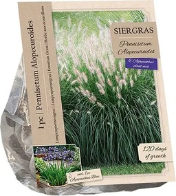 Baltus Pennisetum Alopecuroides & Agapanthus Blue - 2 stuks - Siergras & Vaste plant