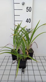 Hemerocallis 'Burning Daylight' - pot 9x9 cm