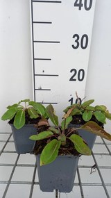 Campanula glomerata 'Caroline' - pot 9x9 cm