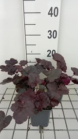 Heuchera 'Midnight Rose' - pot 9x9 cm