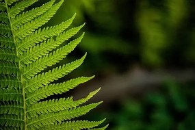 Foto leaf of a fern, dbefoto