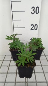 Lupinus 'The Governor' - pot 9x9 cm