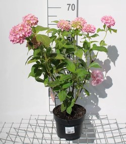 Hydrangea macrophylla - roze - pot - 25-30 cm -