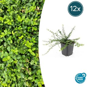 Euonymus fortunei 'Minimus' - 20cm