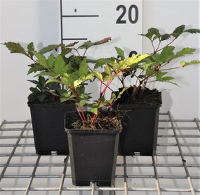 Astilbe 'Vesuvius' - pot 9x9 cm