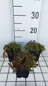Sedum album 'Murale' - pot 9x9 cm -