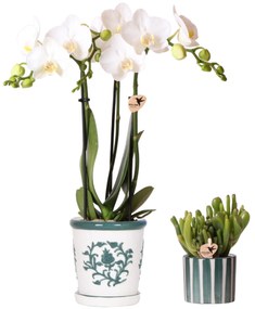 Combi deal - Orchidee Amabilis + Succulent inclusief potten Malaga en Painted Stripe groen