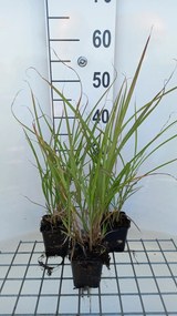 Miscanthus sinensis 'Silberfeder' - pot 9x9 cm -