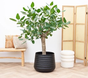 Ficus Benghalensis boom de luxe - 200cm