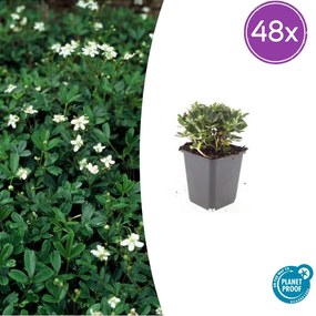 48x Potentilla tridentata 'Nuuk' - ↕10-25cm - Ø9cm