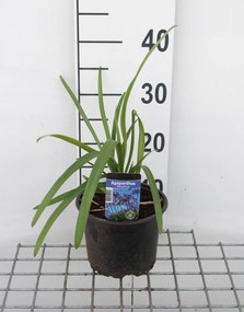 Agapanthus africanus - pot 2L -