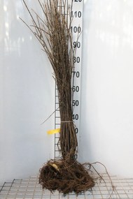 Salix repens - blote wortel - 40-60 cm -