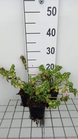 Lamium maculatum 'Shell Pink' - pot 9x9 cm -