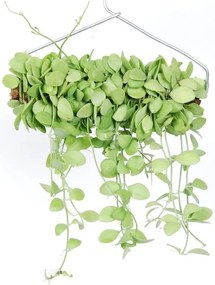 Hangplant Dischidia Geri