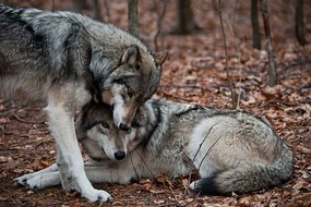 Foto Affectionate Grey Wolves, RamiroMarquezPhotos, (40 x 26.7 cm)