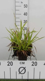 Luzula sylvatica - pot 9x9 cm -