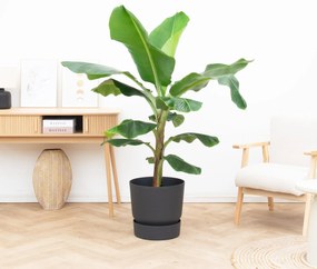 Bananenplant - 110cm