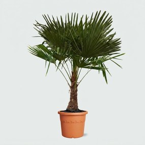 Trachycarpus Fortunei - 165cm