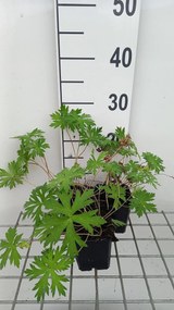 Geranium 'Spinners' - pot 9x9 cm