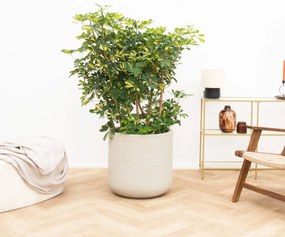 Schefflera Gold Capella struik - 160 cm