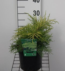 Juniperus x pfitzeriana 'Old Gold' - pot - 25-30 cm -