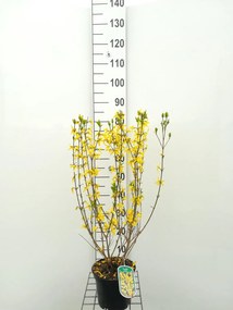 Forsythia x intermedia 'Spectabilis' - pot - 50-60 cm -