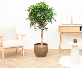 Schefflera Arboricola Compacta - 130cm