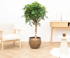 Schefflera Arboricola Compacta - 140cm