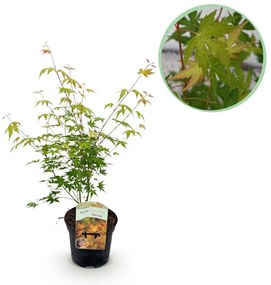 Japanse Esdoorn Katsura - Oranje - 70cm