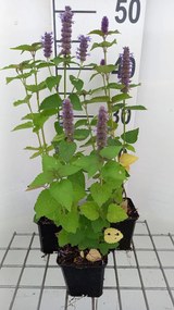 Agastache rugosa - pot 9x9 cm -