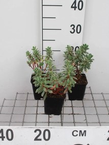 Euphorbia characias 'Portuguese Velvet' - pot 9x9 cm