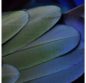 Goossens Schilderij Blue Green Feathers, 74 x 74 cm