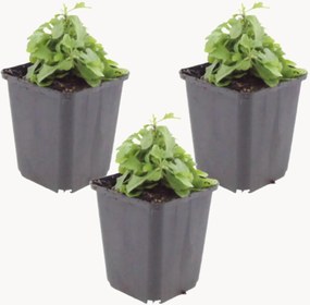 Planten Mexican Daisy Erigeron Karvinskianus, 3-delig