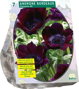 Baltus Anemone coronaria Bordeaux - 7 stuks - Najaarsbollen
