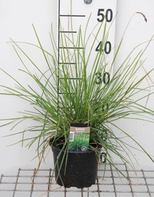Sesleria autumnalis - pot 3L -