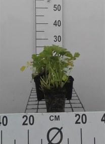 Geum rivale - pot 9x9 cm -