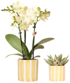 Combi deal - Orchidee (Phalaenopsis) Mexico + Succulent inclusief sierpotten Painted Stripe geel