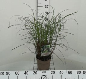 Miscanthus sinensis 'Yaku Jima' - pot 3L -