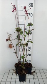 Salvia 'Wendys Wish' - pot 9x9 cm
