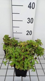Campanula lactiflora 'White Pouffe' - pot 9x9 cm -