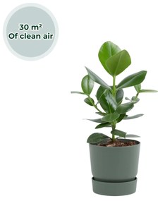 Ogreen - Champ inclusief pot Forest