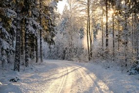 Foto Narrow snowy forest road on a sunny winter day, Schon