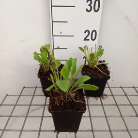 Rudbeckia hirta 'Prairie Sun' - pot 9x9 cm
