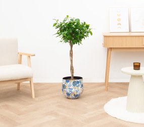 Ficus Moclame gevlochten stam - 100 cm