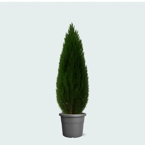 Cupressus - 110cm