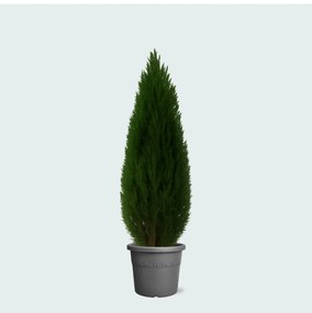 Cupressus - 80cm